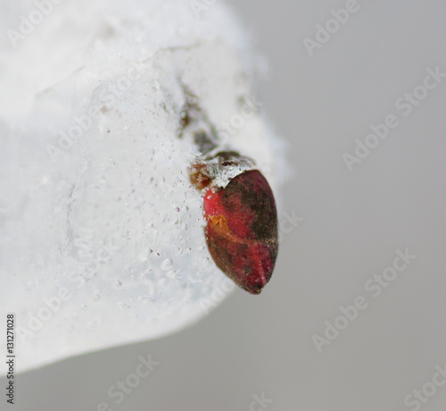 Wallpaper Mural winter park Torontodigital.ca