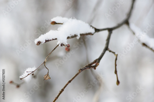 Wallpaper Mural winter park Torontodigital.ca
