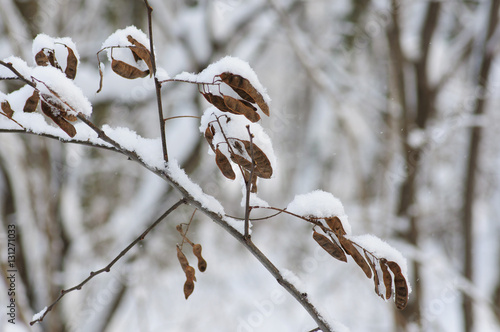 Wallpaper Mural winter park Torontodigital.ca
