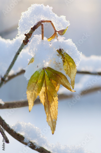Wallpaper Mural winter park Torontodigital.ca