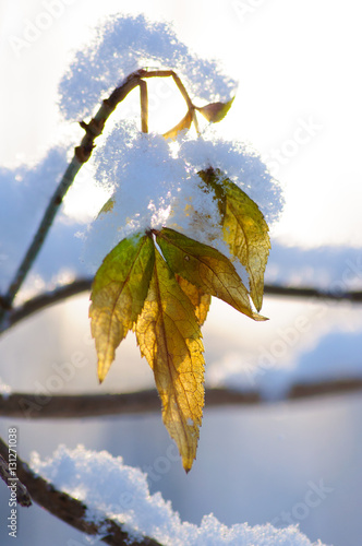 Wallpaper Mural winter park Torontodigital.ca