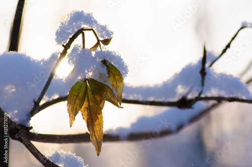 Wallpaper Mural winter park Torontodigital.ca