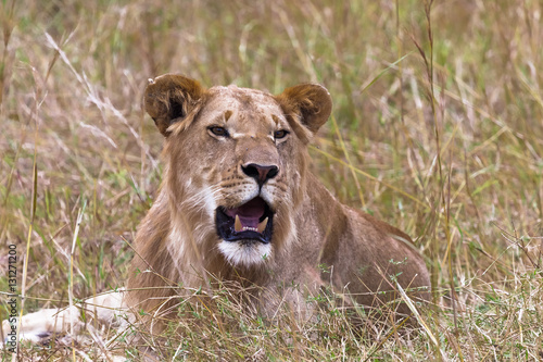 Young lion in the grass. Masai mara, Kenya
