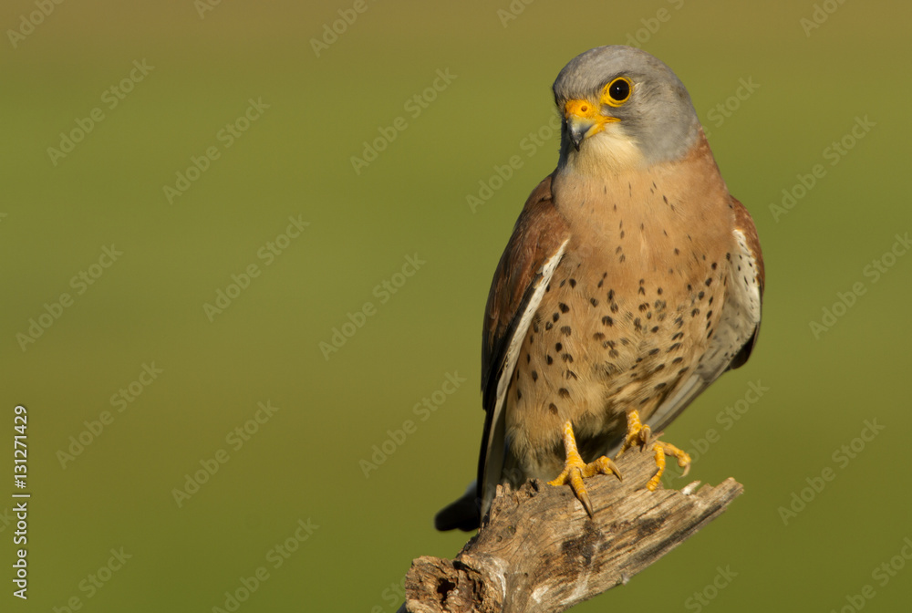 Fototapeta premium Male of Lesser kestrel. Falco naumanni
