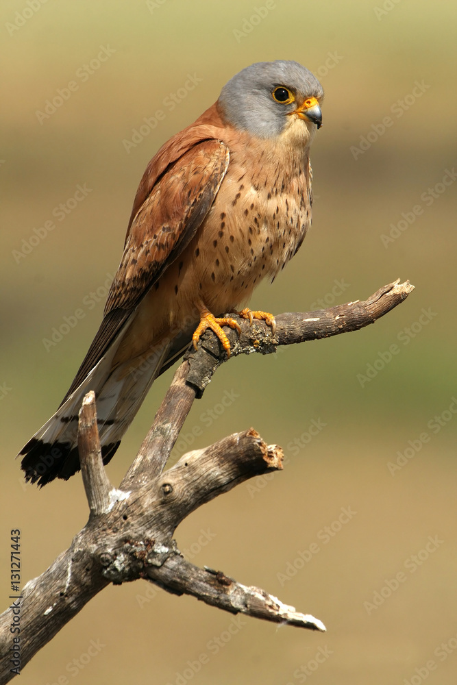Fototapeta premium Male of Lesser kestrel. Falco naumanni