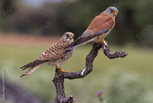 Male and female of Lesser kestrel. Falco naumanni photo