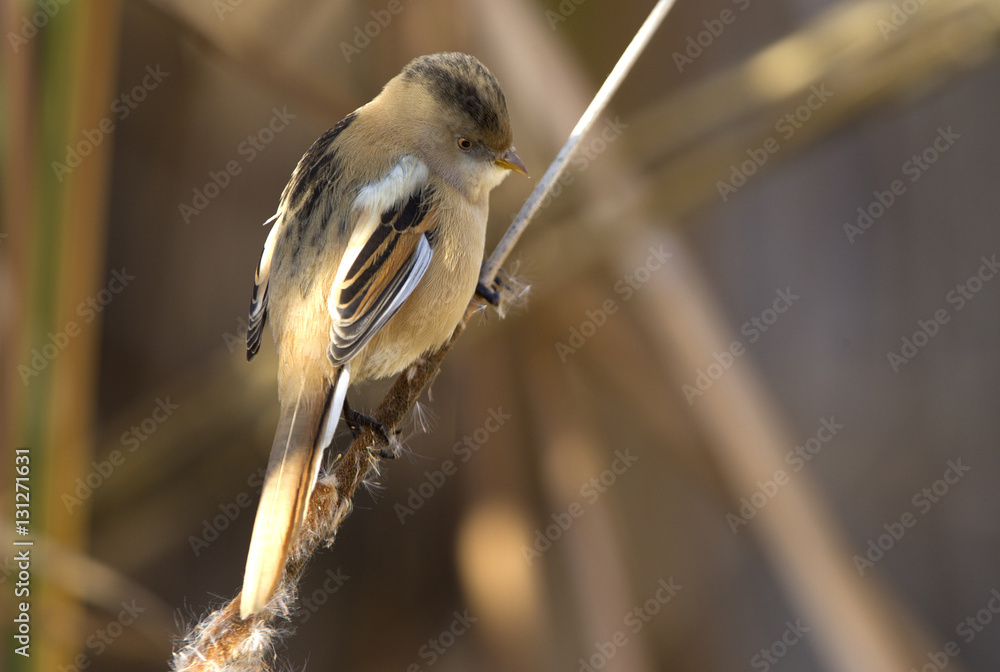 Naklejka premium Female of Bearded reedling . Panurus biarmicus