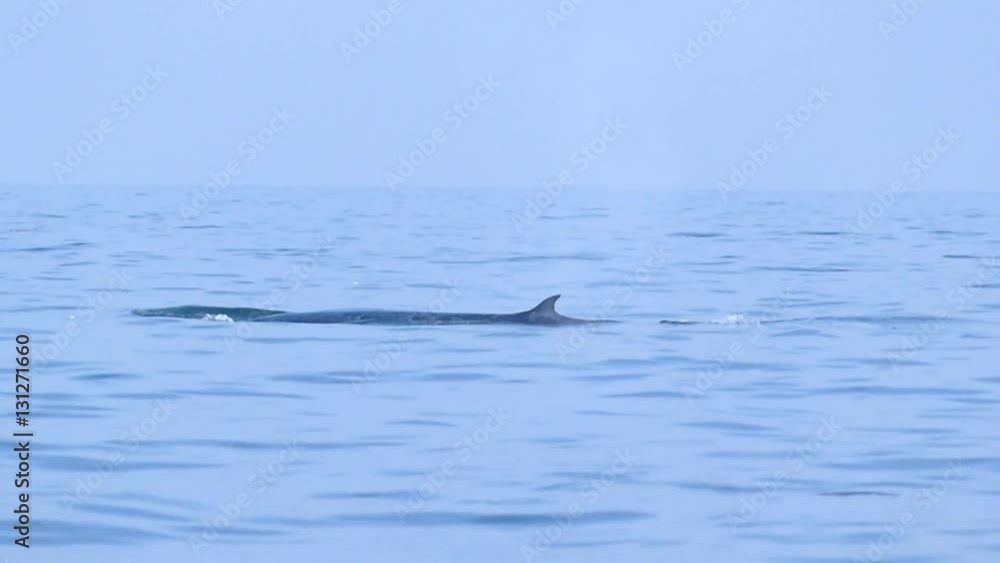 Whales in the Gulf of Thailand natural background Whales in the Gulf of Thailand natural background