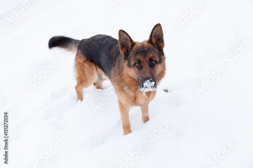 Friendly cute german shepherd dog staying on a snow.   © EkaterinaSU