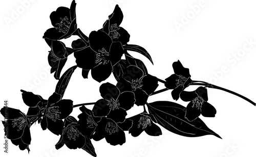 black jasmine blossoming lush branch sketch