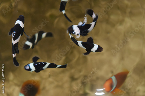 Wallpaper Mural Clownfish farming in cement pool Torontodigital.ca