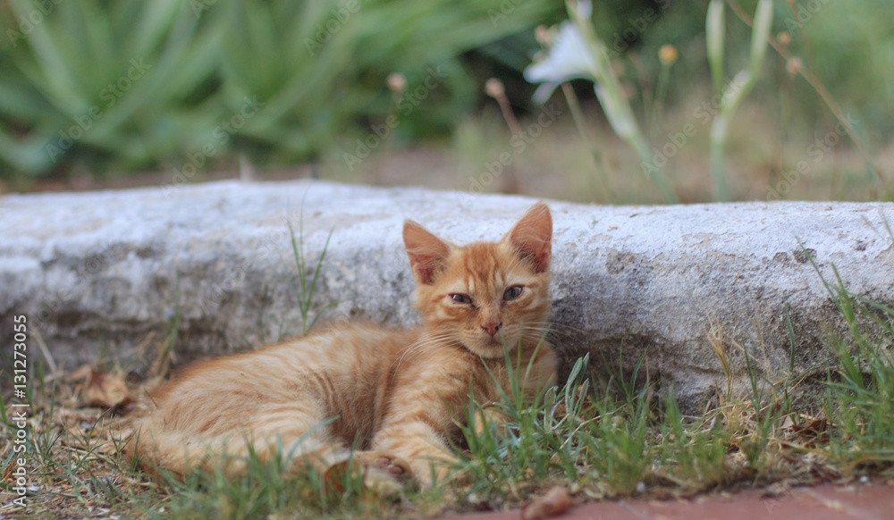 Junge rote Katze Junge rote Katze