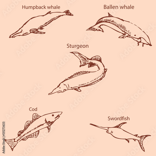 Marine inhabitants with names. Pencil sketch by hand. Vintage colors. Vector