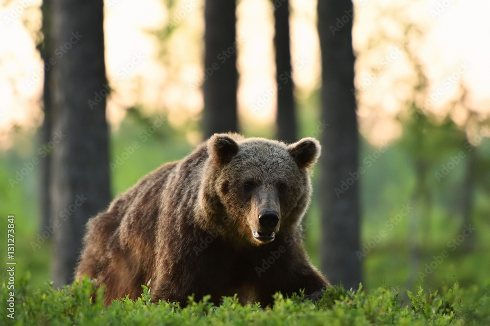 Fototapeta premium European brown bear at sunrise in a forest