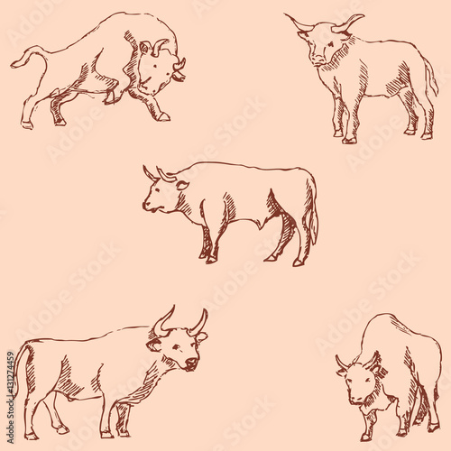 Bulls. Sketch pencil. Drawing by hand. Vintage colors. Vector