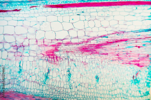 Cucurbits Stem- cell microscopic photo