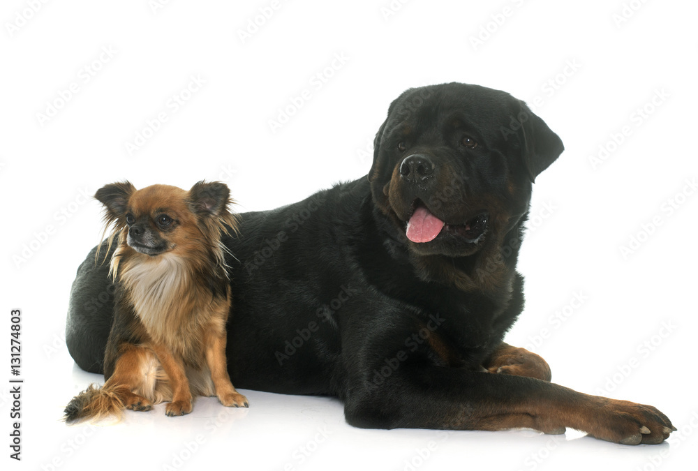 Fototapeta chihuahua and rottweiler