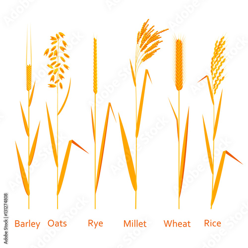 Cereals plants set. Carbohydrates sources.  Colorful vector illustration.  