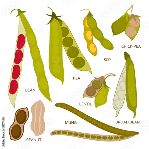 Legumes pods set in flat style. Vector illustration.