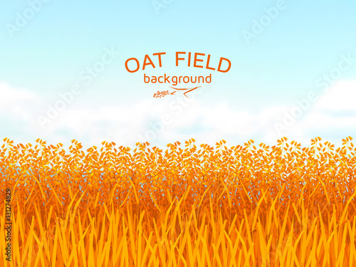 Oat field and blue sky background.  Colorful vector illustration.  