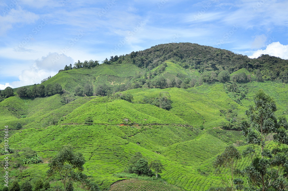 Landscapes_Malaysia, Cameron Highlands Tea Farm