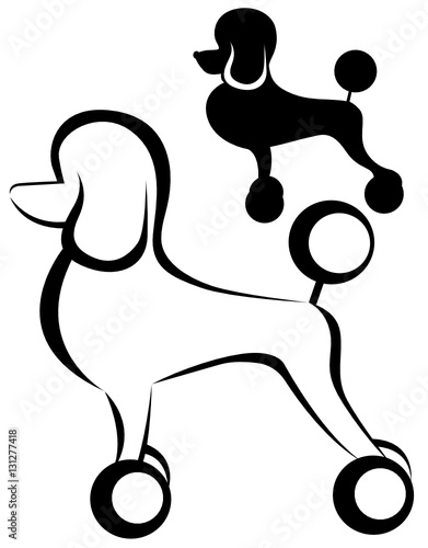 Poodle dog. Poodle purebred dog with Continental clip standing in side view vector silhouette isolated