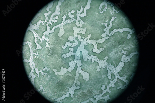 Microscopic view