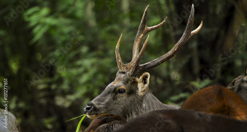 Sambar Deer (Rusa unicolor) in the wild