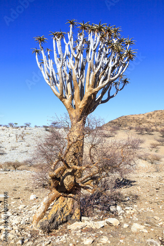 Aloe tree in Namibia
