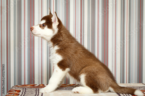 Siberian Husky dog photo