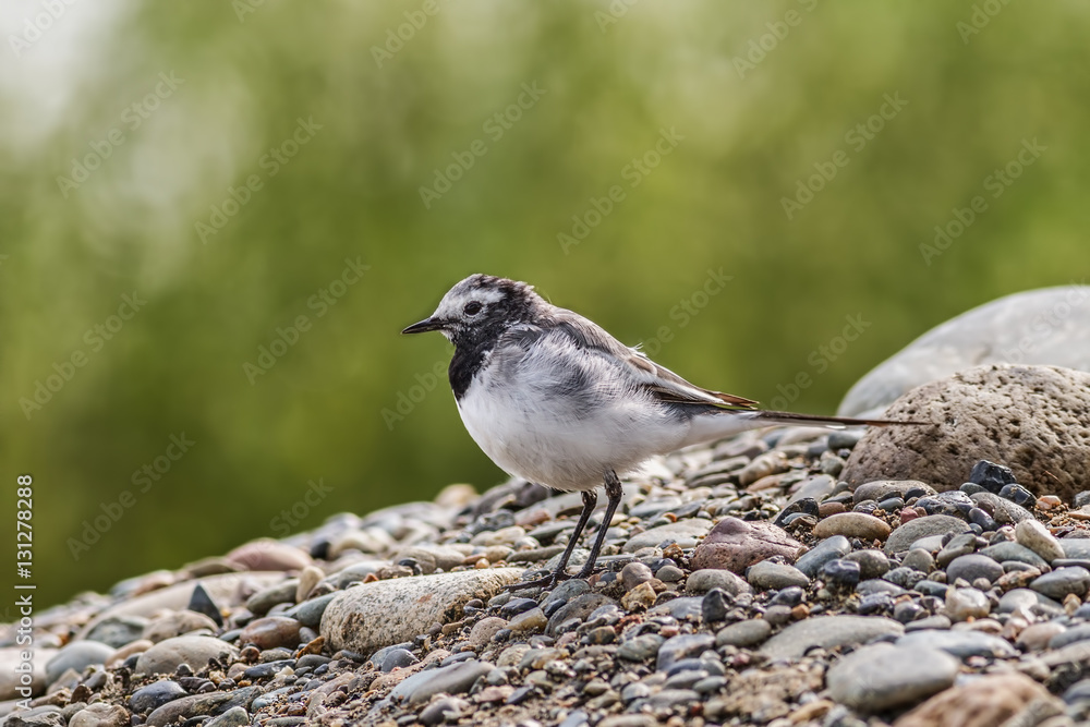White Wagtail
