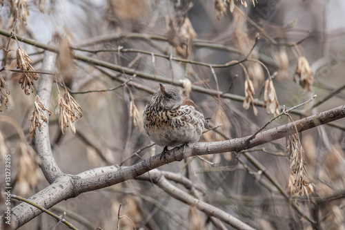 Fieldfare, Turdus pilaris