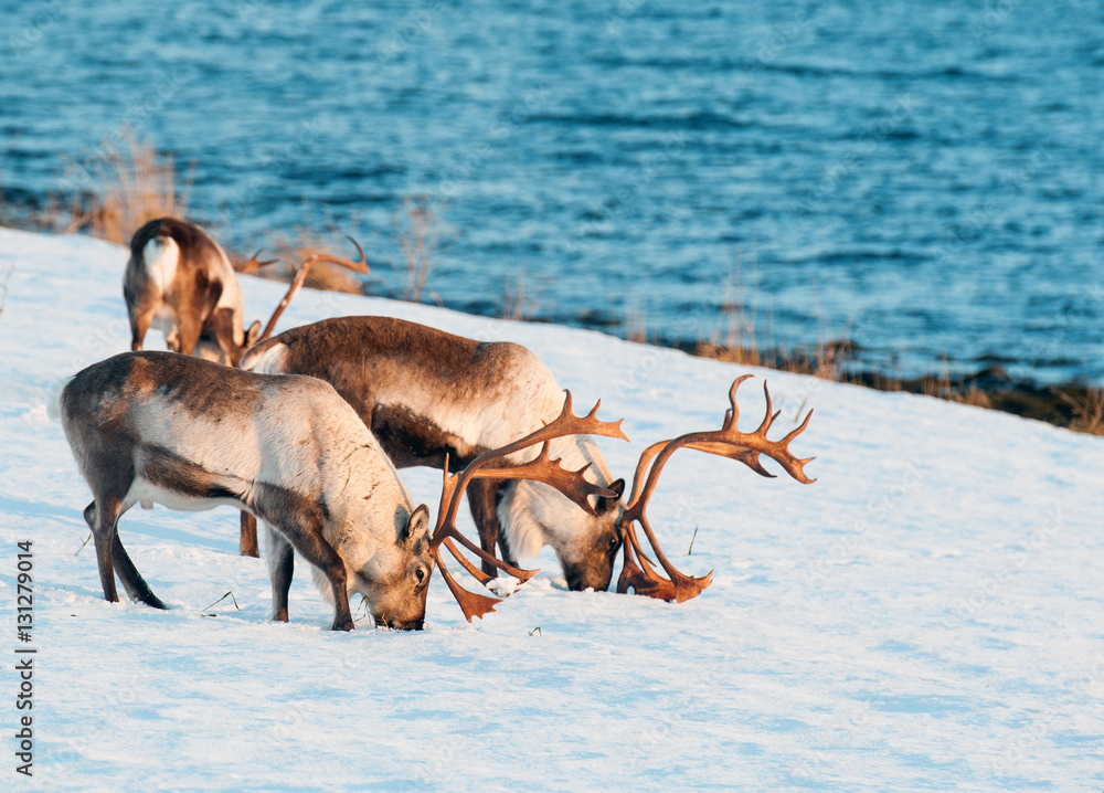 reindeer in its natural environment in scandinavia reindeer in its natural environment in scandinavia