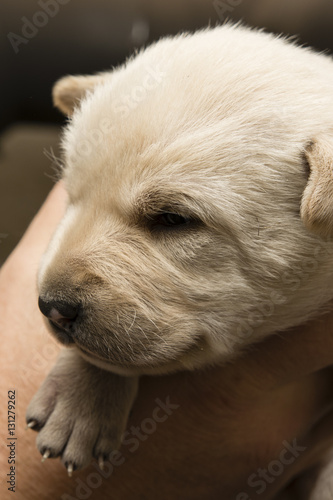 Puppy dog white.