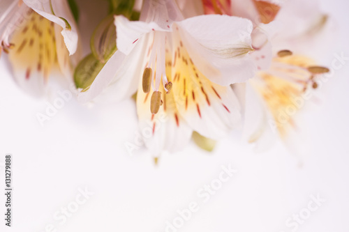 white flower of Chrysanthemum on the background and place for text