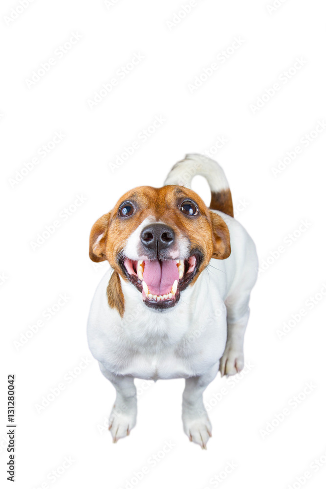Jack Russell Terrier on a white background