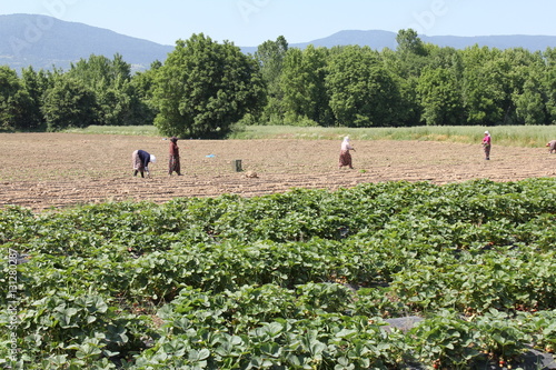 Принти на полотні countrywoman working in the field