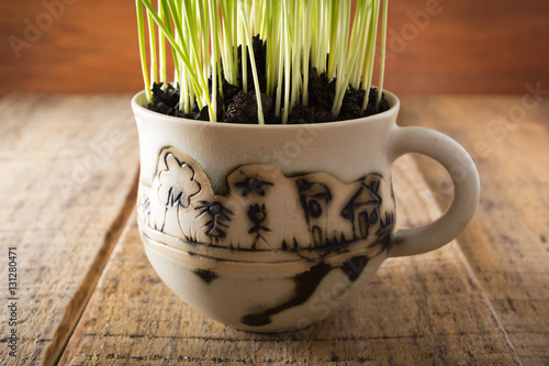 Green wheat in the ceramic cup