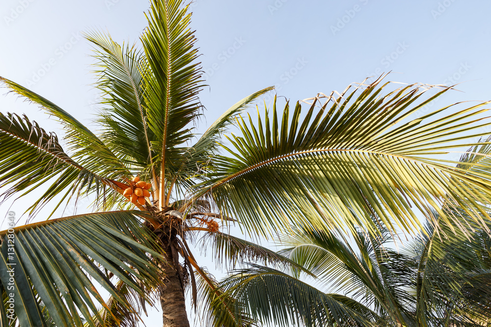 Beautiful landscape, background palm trees on beach Beautiful landscape, background palm trees on beach
