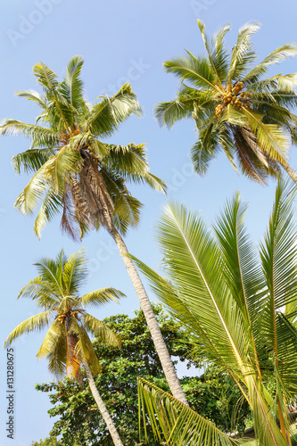 Beautiful landscape, background palm trees on beach