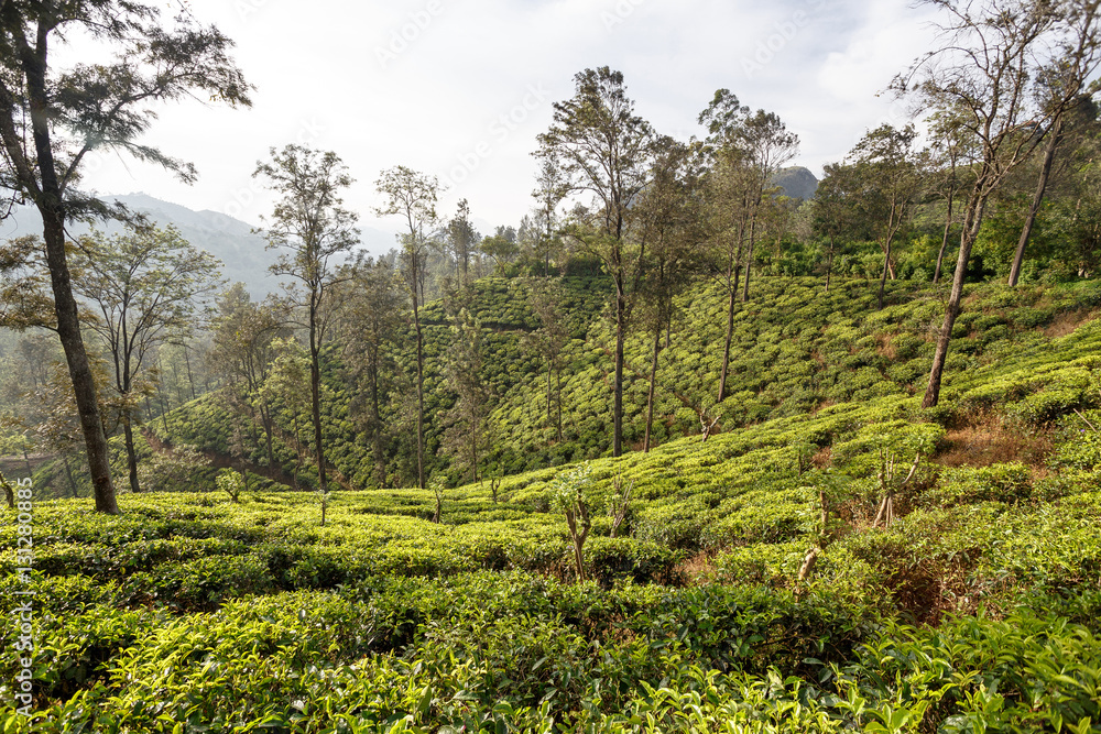 Beautiful tropical landscape. Tea plantation near the road.