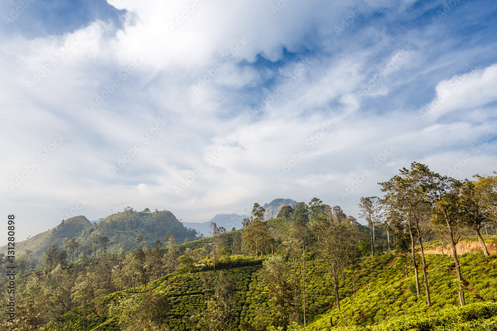 Tea plantation. View of the mountain Little Adam's Peak. Beautiful tropical landscape.