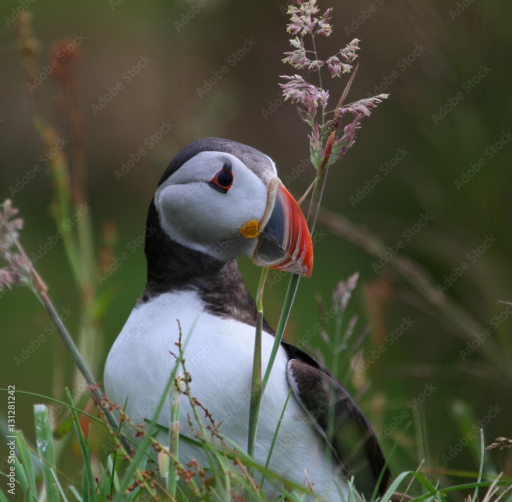 Naklejka premium Puffin on Alesund Norway