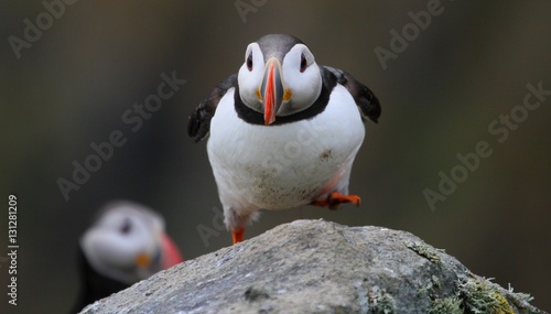Puffin on Alesund Norway