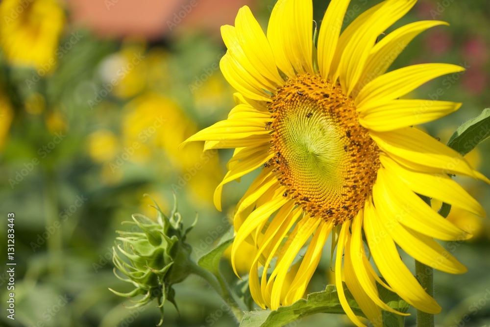 Sunflower Head Close Up Bees Pollinating Background real bokeh Sunflower Head Close Up Bees Pollinating Background real bokeh
