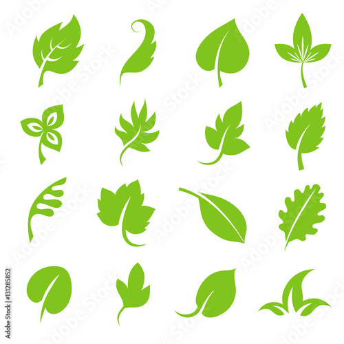 Leaf icon set. Fresh green leaves various shapes isolated on white background