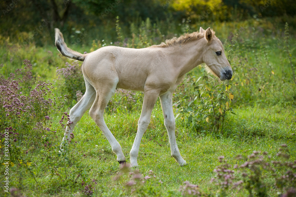 Naklejka premium wild horses