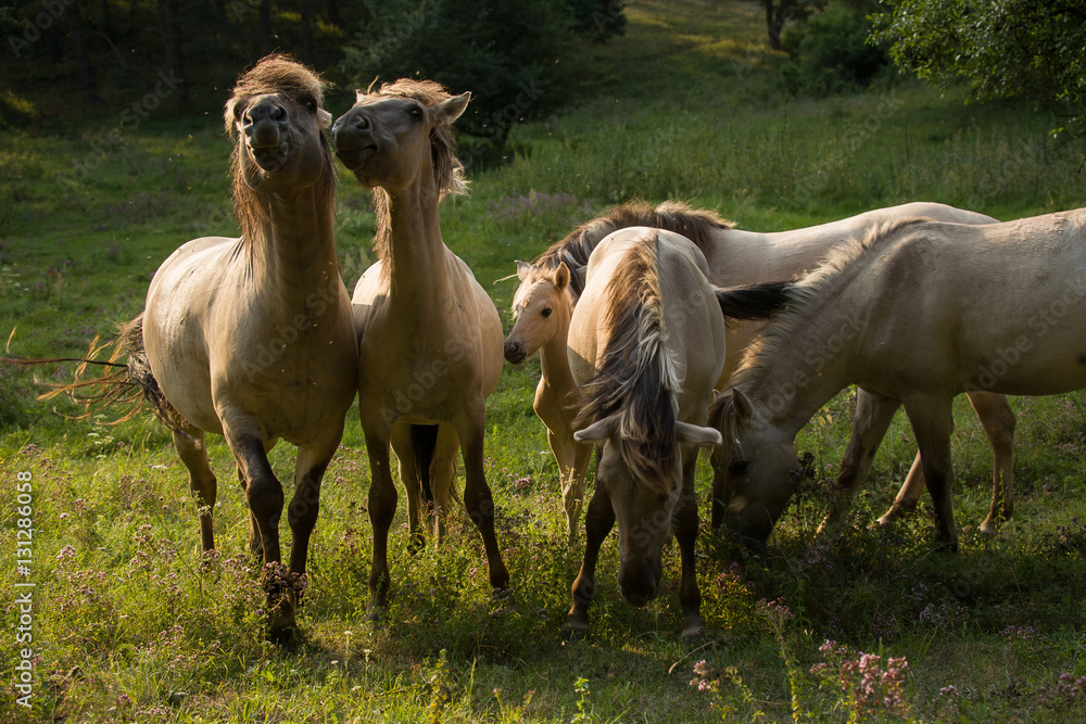 wild horses