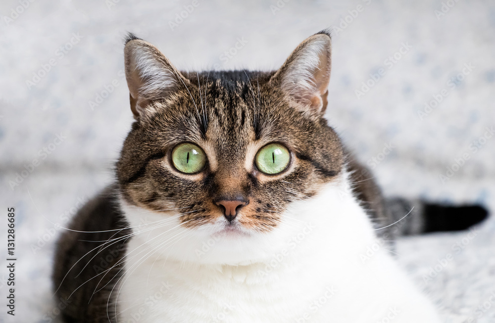 Beautiful portrait of a tabby cat lying on the bed and staring into the camera. Funny colored cat with striped head and back and white chest
