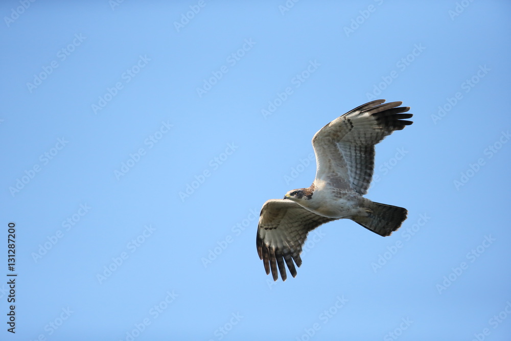 ハチクマ 鳥綱タカ目タカ科ハチクマ属 Stock Photo Adobe Stock